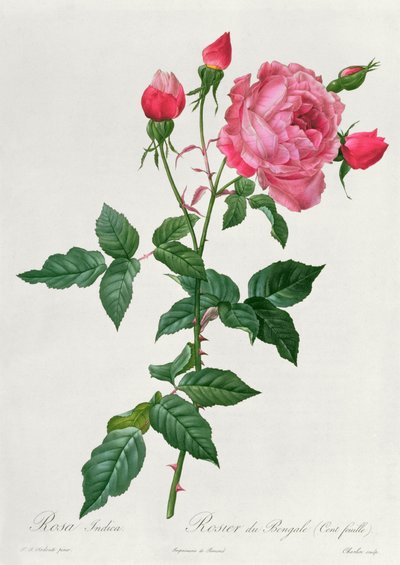 Rosa Indica by Pierre Joseph Redouté